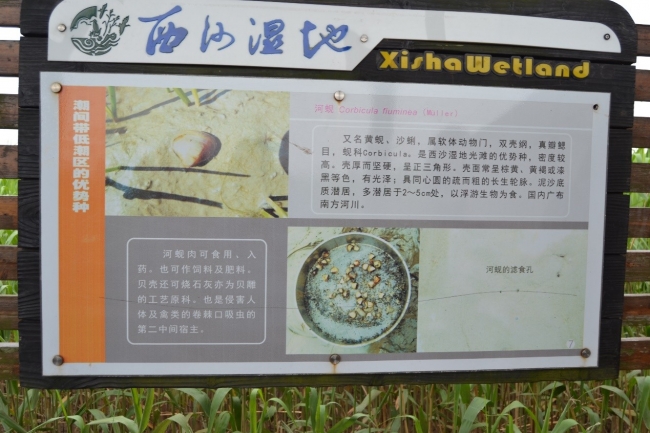 西沙湿地动植物知识长廊2 西沙湿地动植物知识长廊2
