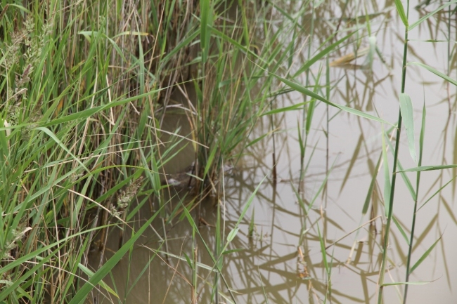 一条躲在水下的扬子鳄 一条躲在水下的扬子鳄