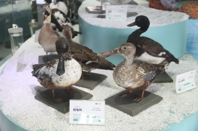 鸟类标本琵嘴鸭 鸟类标本琵嘴鸭