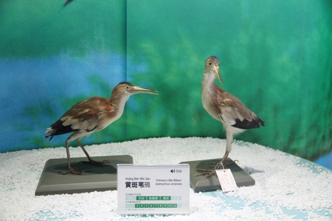 鸟类标本黄斑苇鳽 鸟类标本黄斑苇鳽