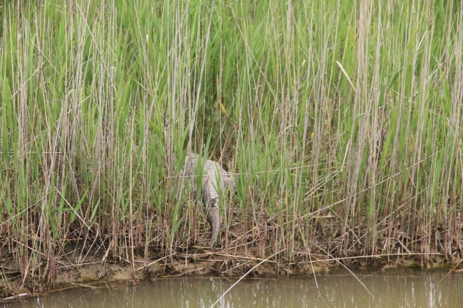 水边休息的扬子鳄2 水边休息的扬子鳄2