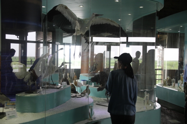 参观鸟类标本展示馆1 参观鸟类标本展示馆1