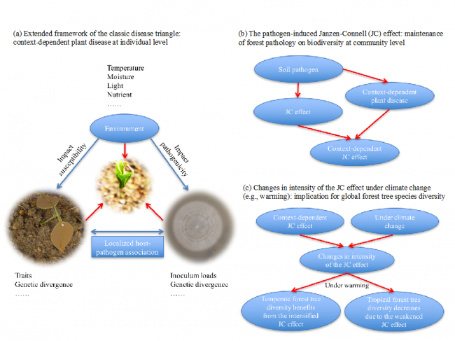 Incorporating the disease triangle framework for testing the effect of soil-borne pathogens on tree species diversity Incorporating the disease triangle framework for testing the effect of soil-borne pathogens on tree species diversity