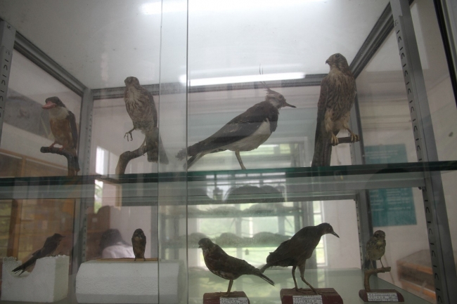 CWRC河口生物标本馆展示柜2 CWRC河口生物标本馆展示柜2
