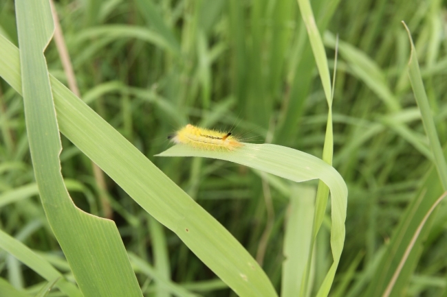 芦苇叶上的毛毛虫 芦苇叶上的毛毛虫