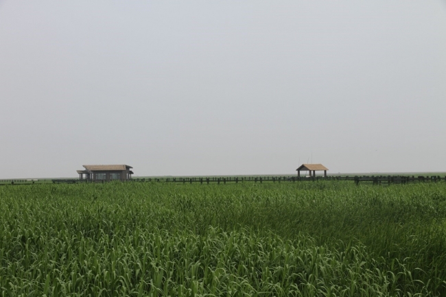 走进东滩鸟类国家级自然保护区2 走进东滩鸟类国家级自然保护区2