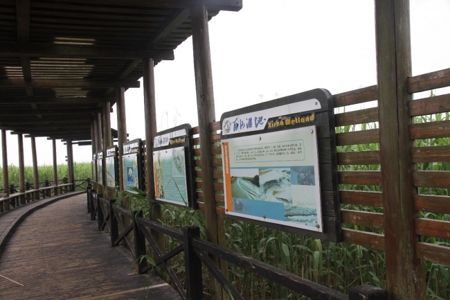 西沙湿地动植物知识长廊1 西沙湿地动植物知识长廊1