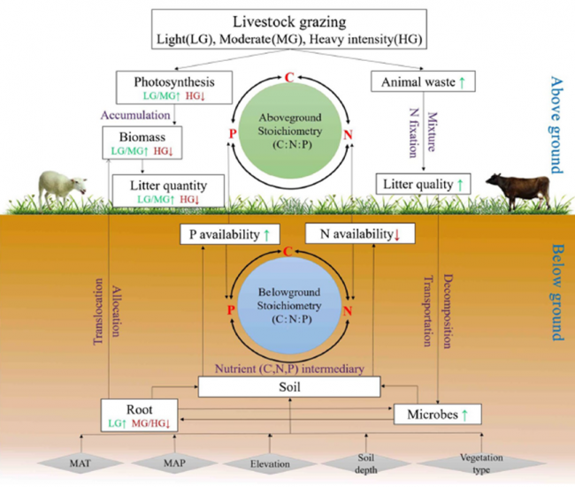 Grazing intensity significantly changes the C N P stoichiometry in grassland ecosystems Grazing intensity significantly changes the C N P stoichiometry in grassland ecosystems