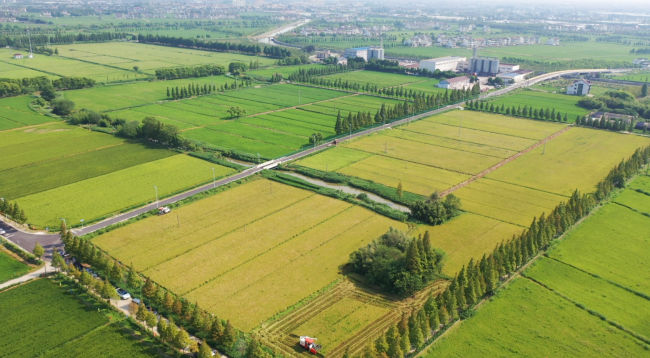 上海市农业生物基因中心——八月香水稻种植基地