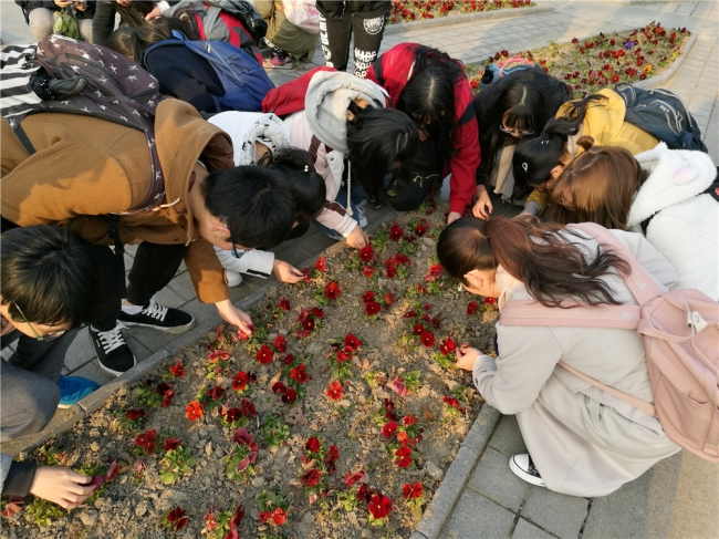 05观察三色堇的矩