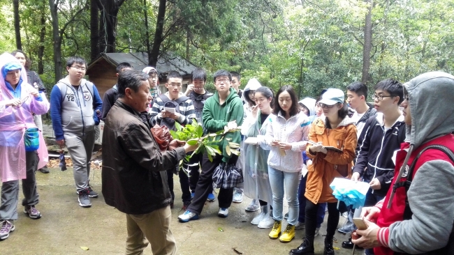 辨认植物 辨认植物