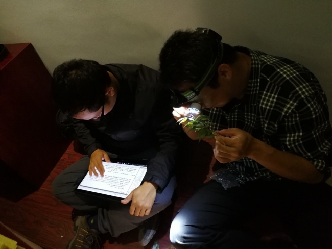 晚上两位老师帮学生鉴定采集的植物标本 晚上两位老师帮学生鉴定采集的植物标本