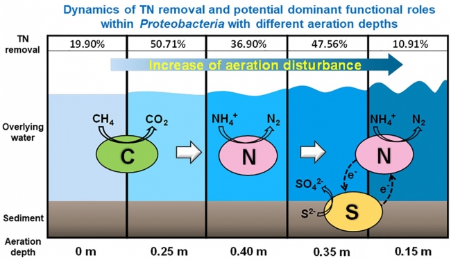 Dynamics of nitrogen transformation and bacterial community with different aeration depths in malodorous river Dynamics of nitrogen transformation and bacterial community with different aeration depths in malodorous river