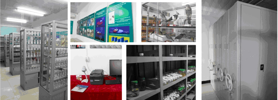 河口生物标本馆 河口生物标本馆